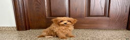 Maltipoo dogs for sale: Maltipoo Puppy 1 female  - Ad 10