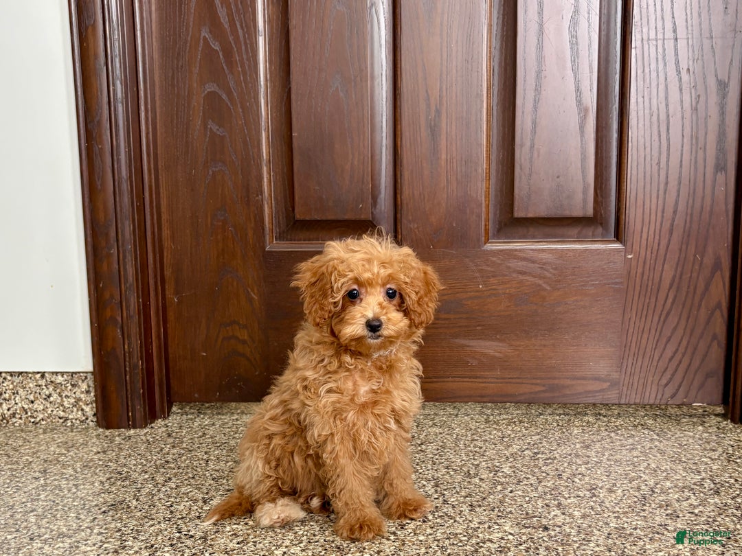 Maltipoo dogs for sale: Maltipoo Puppy 1 female  - Ad 10