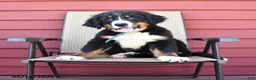 Bernese Mountain Dog dogs for sale: Jax - Ad 3