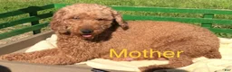 Miniature Poodle dogs for sale: Coco - Ad 11