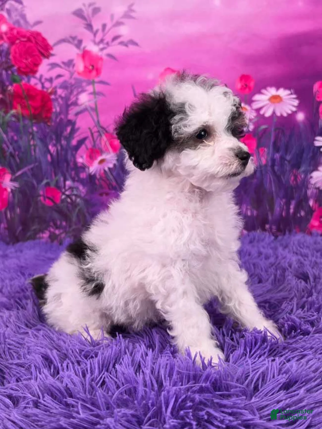 Miniature Poodle dogs for sale: Cookie - Ad 2
