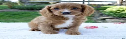 Cavapoo dogs for sale: Eddy - Ad 5