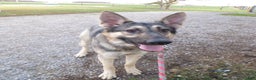 German Shepherd dogs for sale: German Shepherd Puppy 1 Smoke - Ad 1