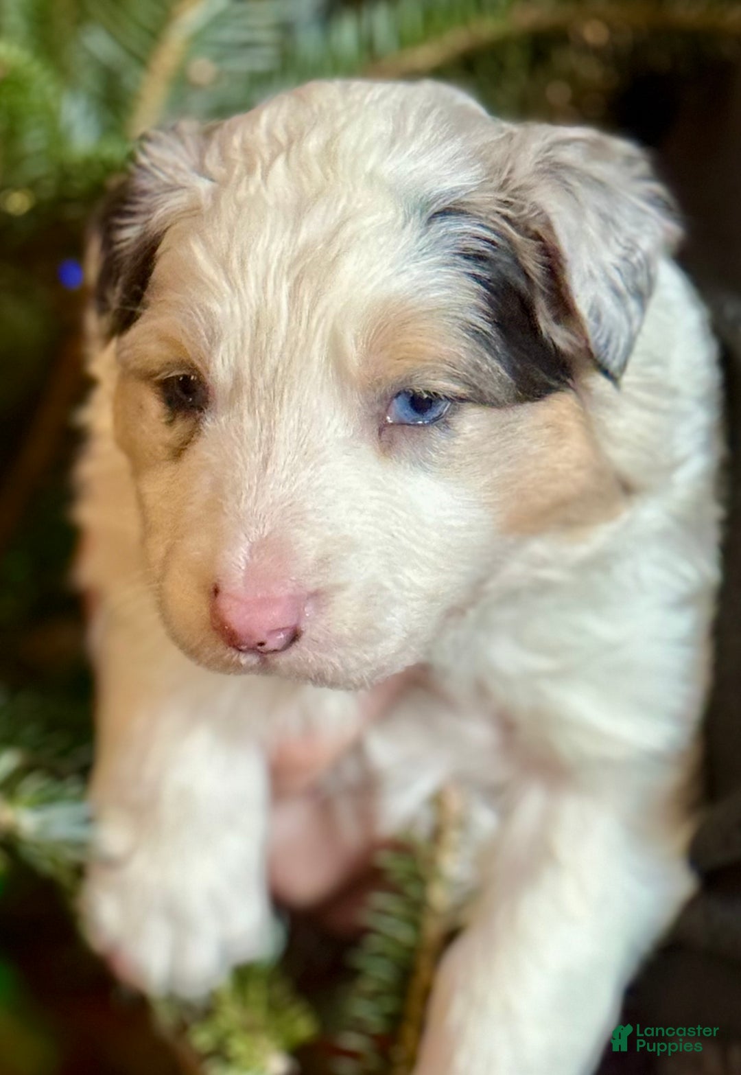 Mixed Breed dogs for sale: Mixed Breed Puppy 1 - Ad 1