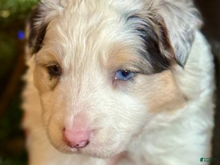 Mixed Breed dogs Mixed Breed Puppy 1 - Ad 22