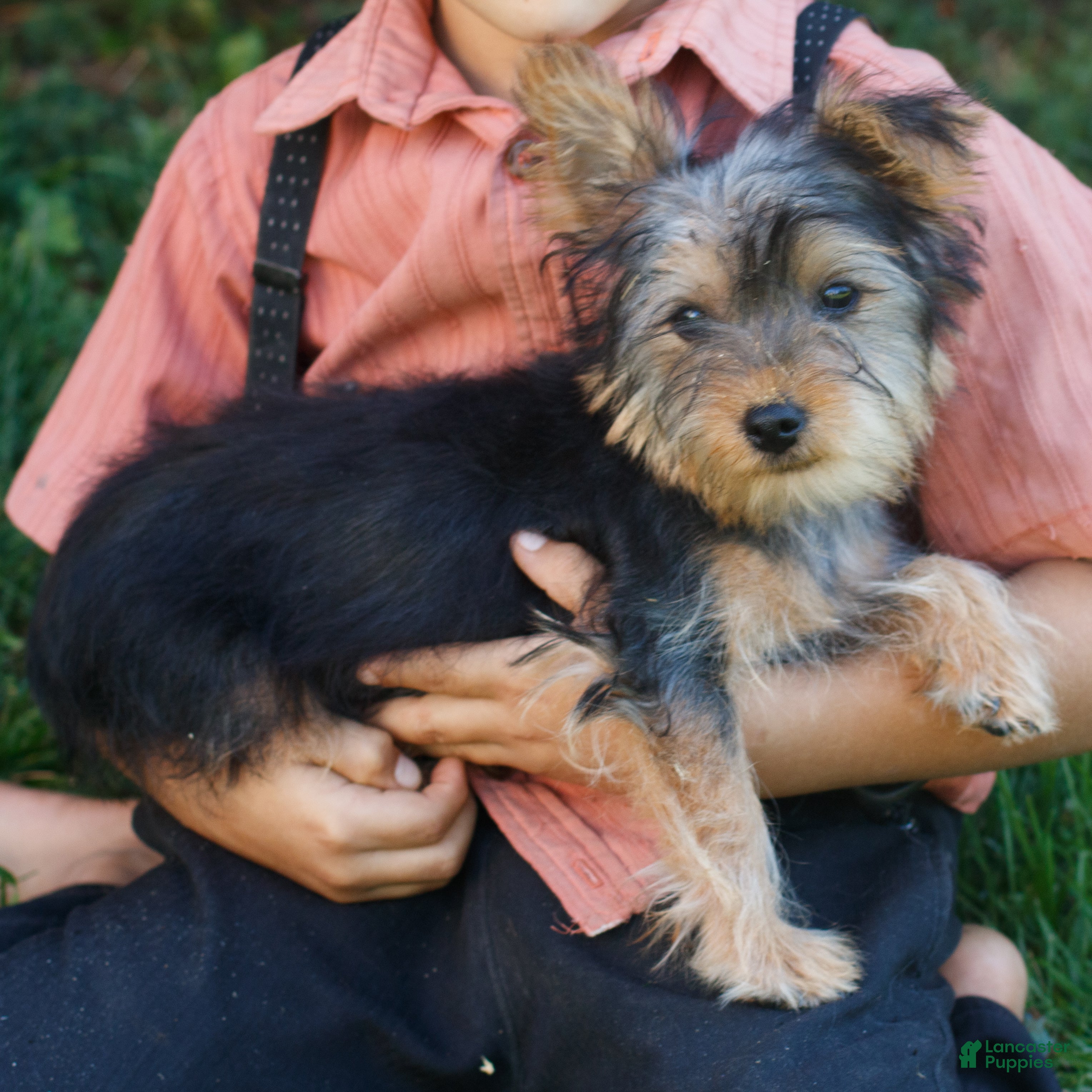 Yorkshire Terrier dogs for sale: Mars  - Ad 2