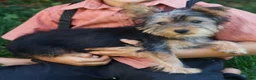 Yorkshire Terrier dogs for sale: Mars  - Ad 2