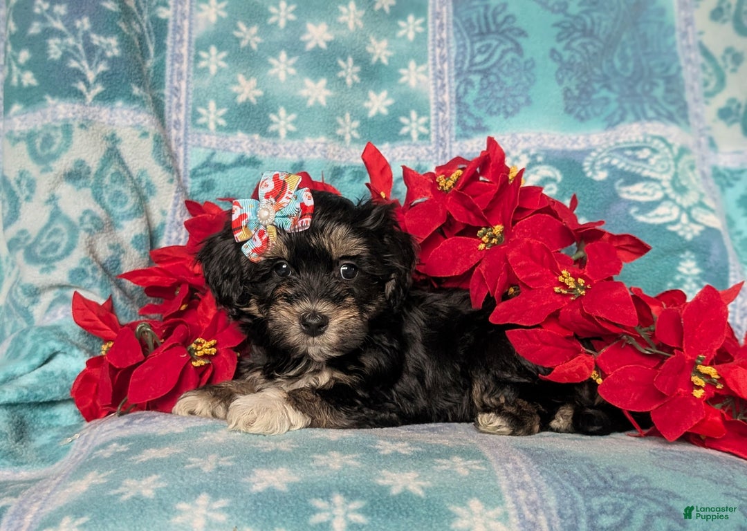 Havapoo dogs for sale: Cait Ready for Christmas!! - Ad 6