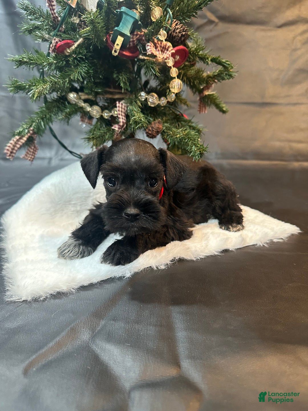 Miniature Schnauzer dogs for sale: Eve - Ad 1