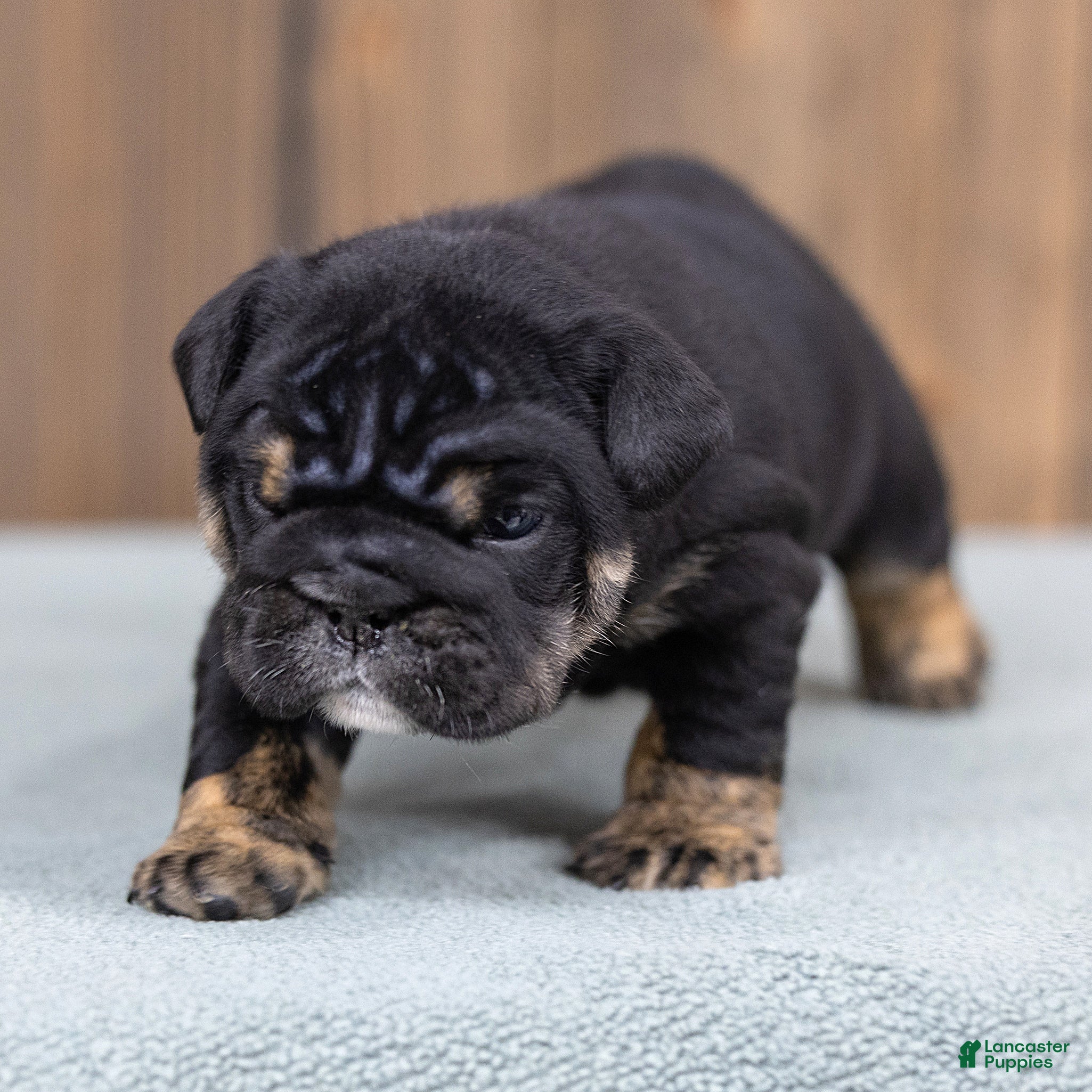 English Bulldog dogs Sabrina Jane English Bulldog  - Ad 2