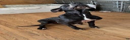 Great Dane dogs for sale: Great Dane adult  - Ad 2