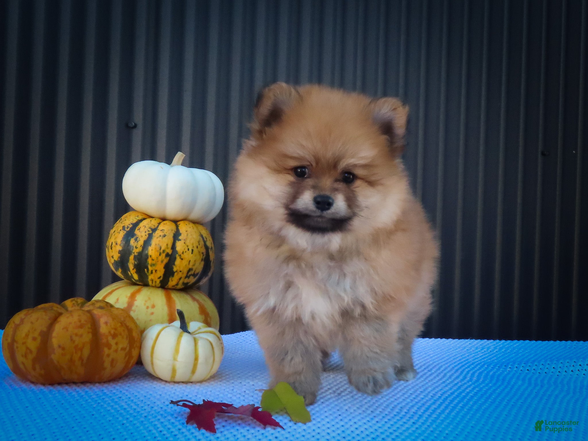 Pomeranian dogs Max🐾 - Ad 1