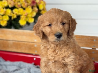 Goldendoodle dogs - Ad 32