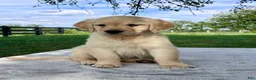 Golden Retriever dogs for sale: Georgia - Ad 2