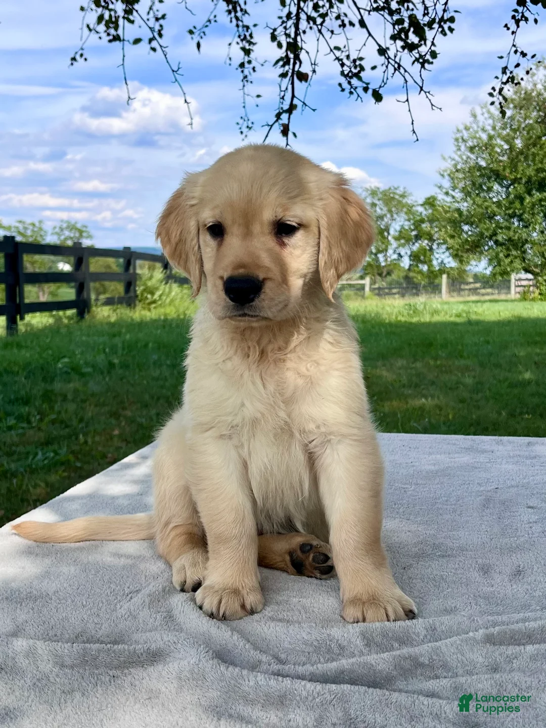 Golden Retriever dogs for sale: Georgia - Ad 2