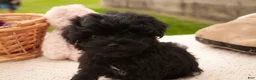 Havanese dogs for sale: Maltilda Havanese - Ad 9