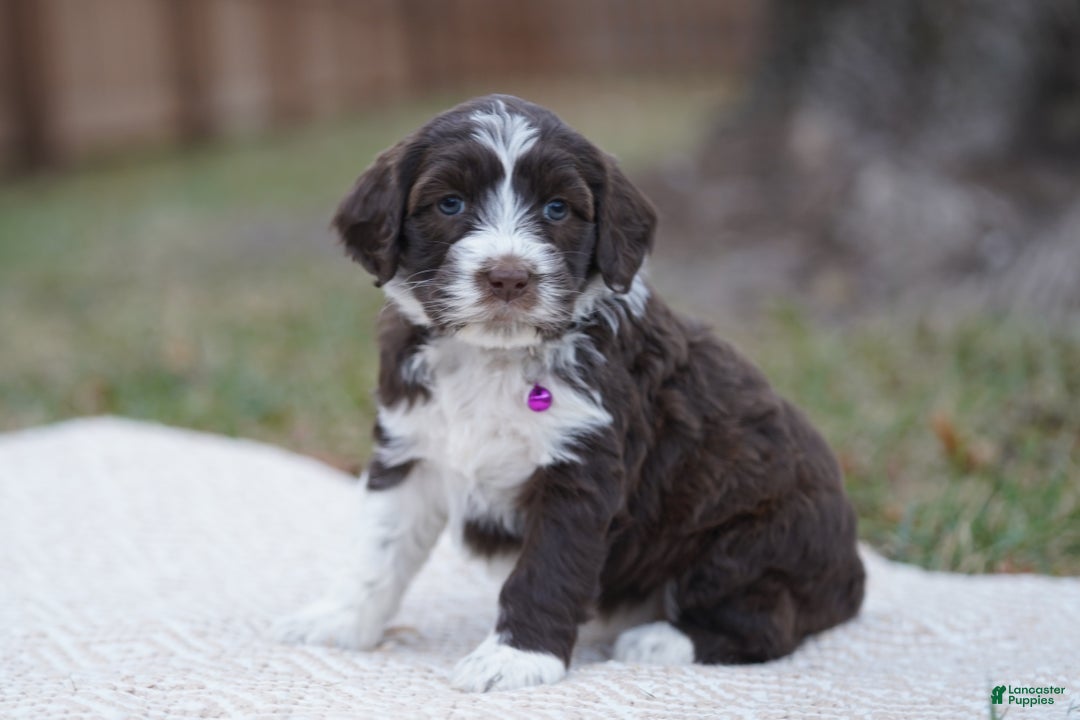 Portuguese Water Dog dogs for sale: Dasher - Ad 5