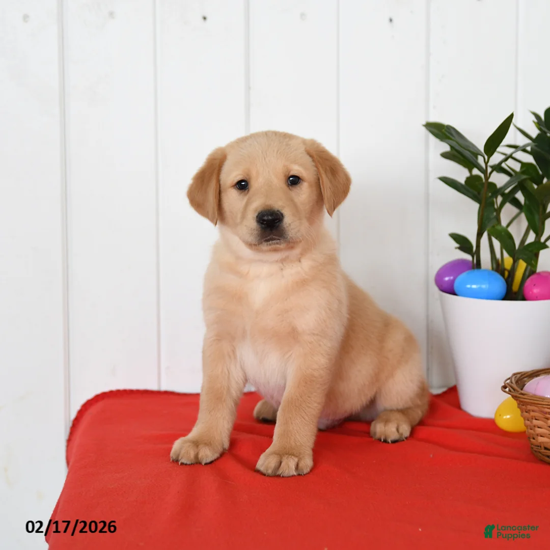 Goldador dogs for sale: Koda - Ad 1