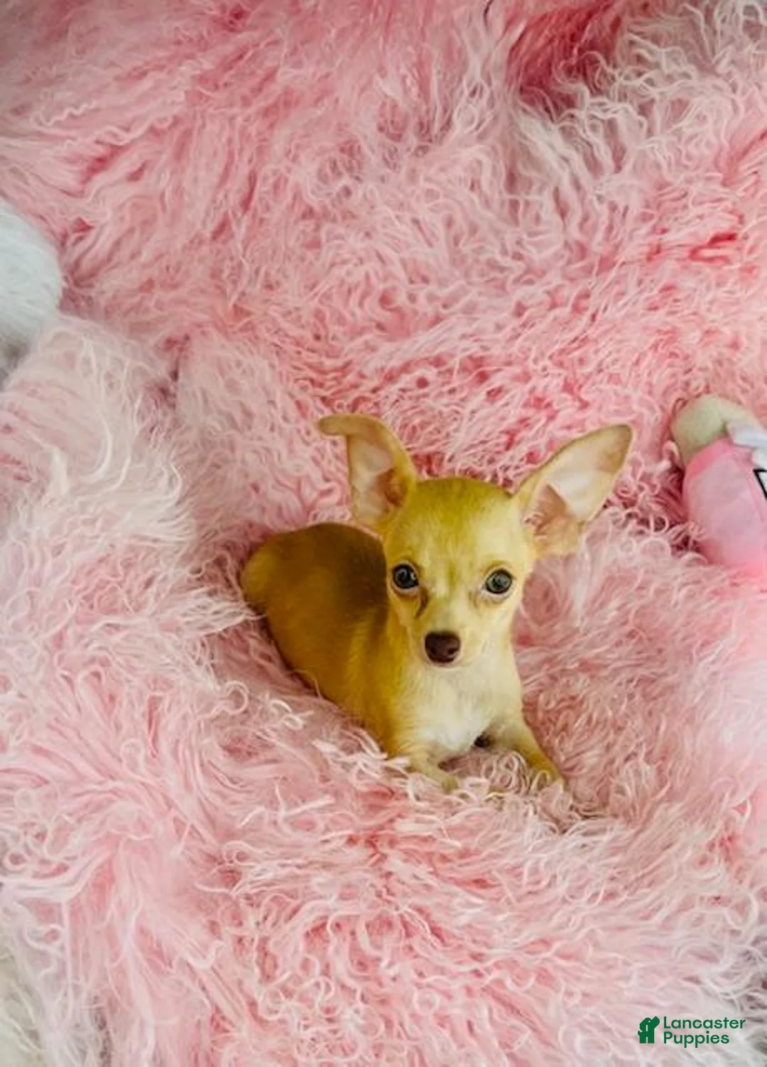 Chihuahua dogs for sale: Chihuahua Puppy 1 - Ad 2