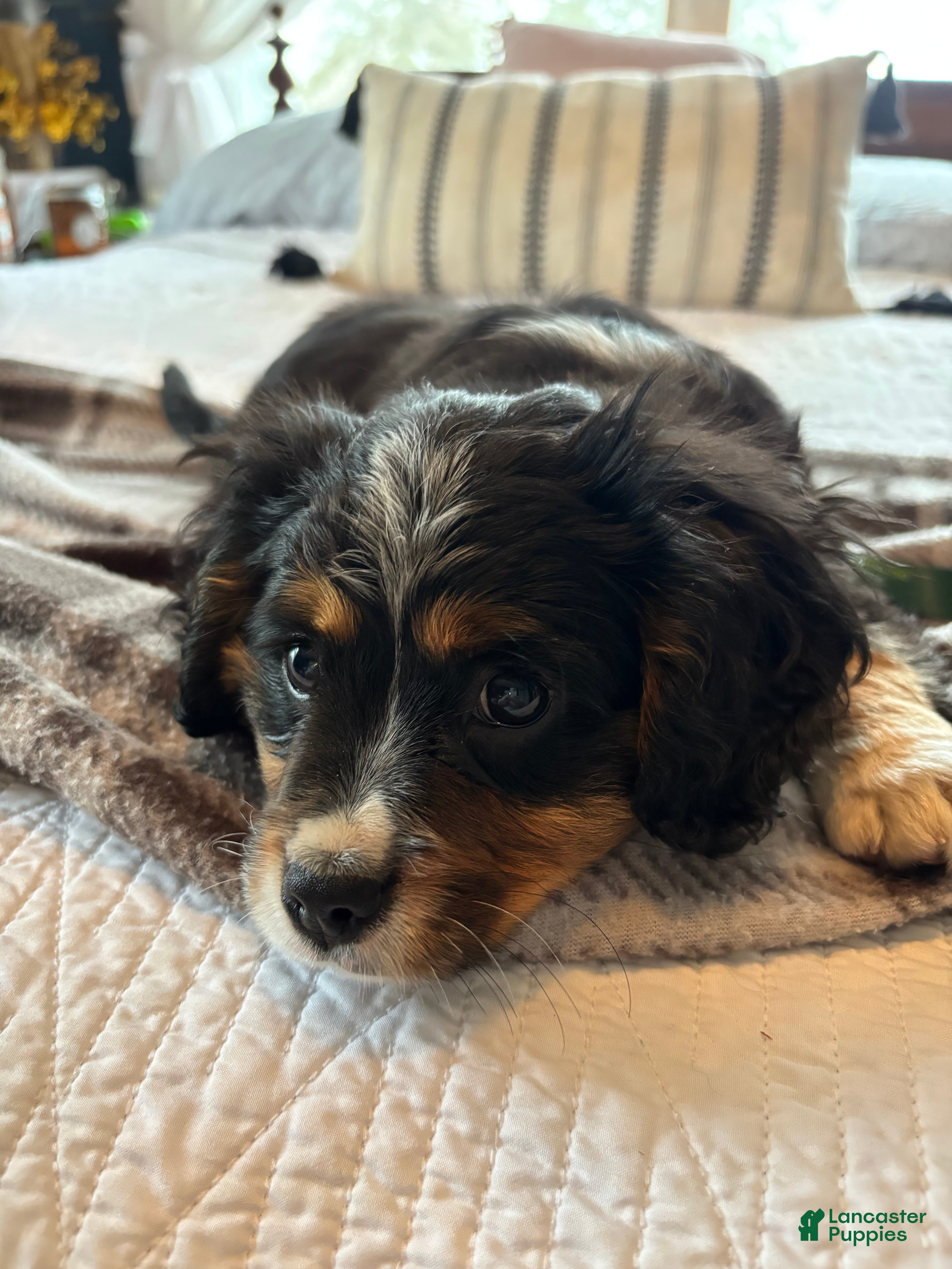 Miniature Bernese Mountain Dog dogs Tank - Ad 1