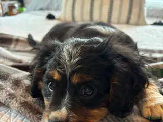 Miniature Bernese Mountain Dog dogs for sale: Tank - Ad 1