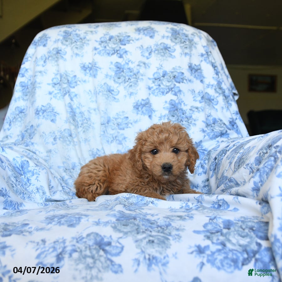 Labradoodle dogs Mitch - Ad 2