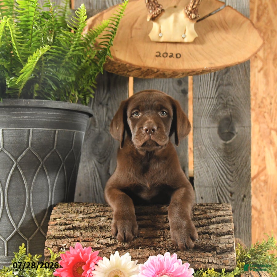 Labrador Retriever dogs Maple   - Ad 2