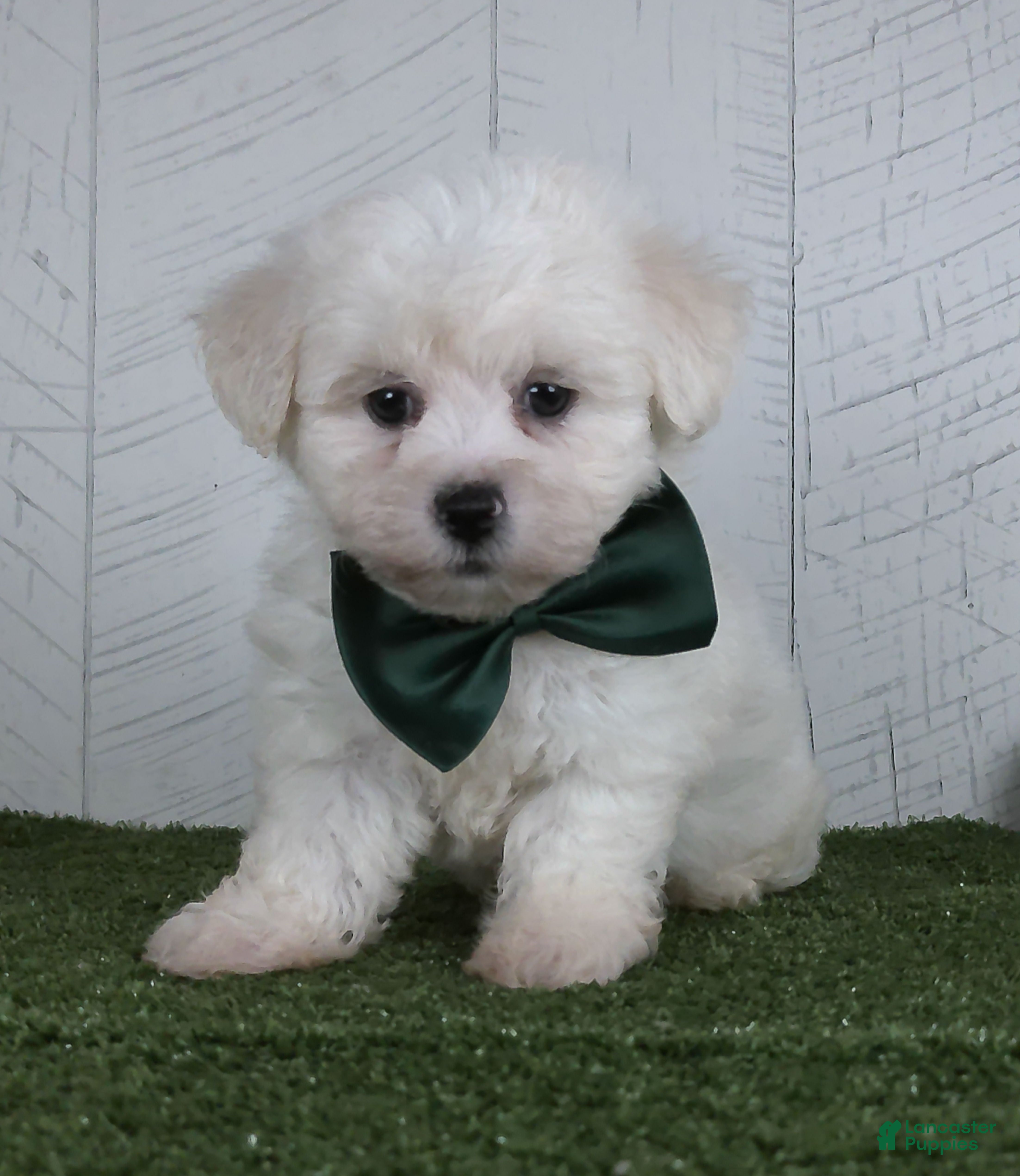 Teddy Bear dogs Conner - Ad 1