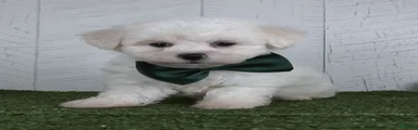 Conner