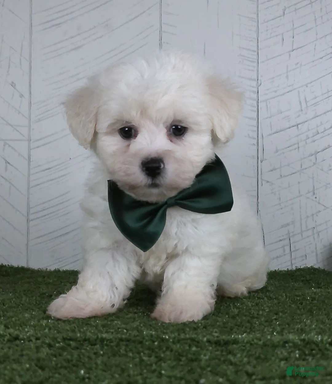 Teddy Bear dogs for sale: Conner - Ad 1
