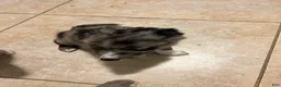 Mixed Breed dogs for sale: Green - Ad 5