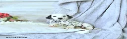 Dalmatian dogs for sale: Thunder - Ad 1