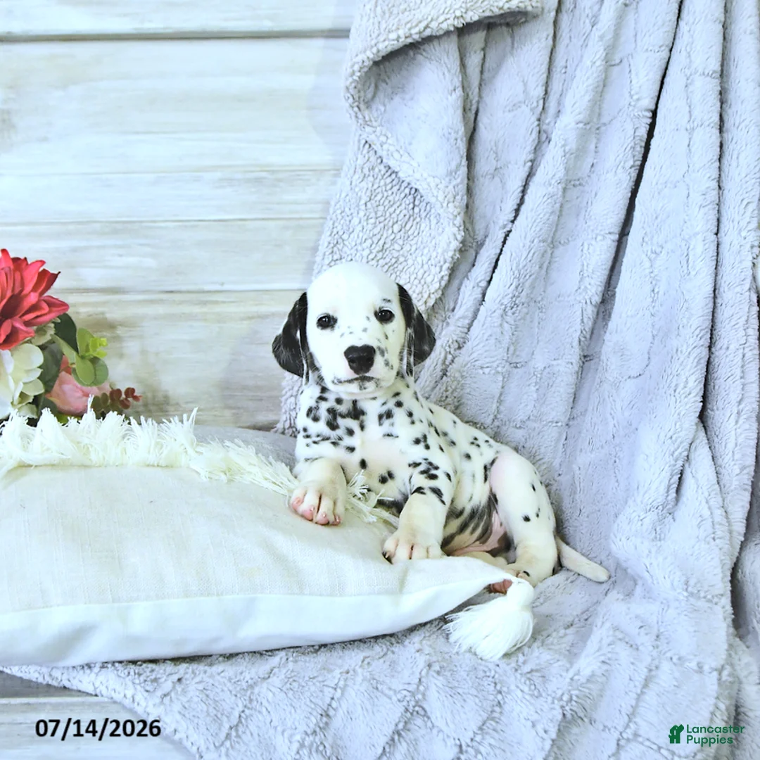 Dalmatian dogs for sale: Thunder - Ad 1