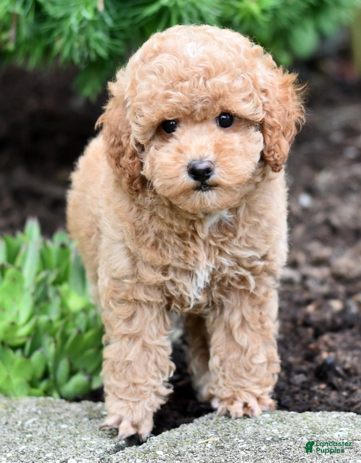 Miniature Poodle dogs Biscuit - Ad 2