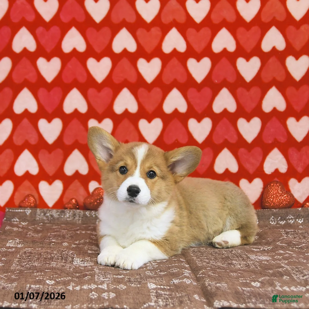 Welsh Corgi Pembroke dogs for sale: Mandy - Ad 7