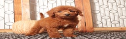 Mini Goldendoodle dogs for sale: Zeke Male Mini Goldendoodle Puppy  - Ad 1