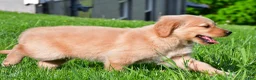 Golden Retriever dogs for sale: Theo - Ad 3