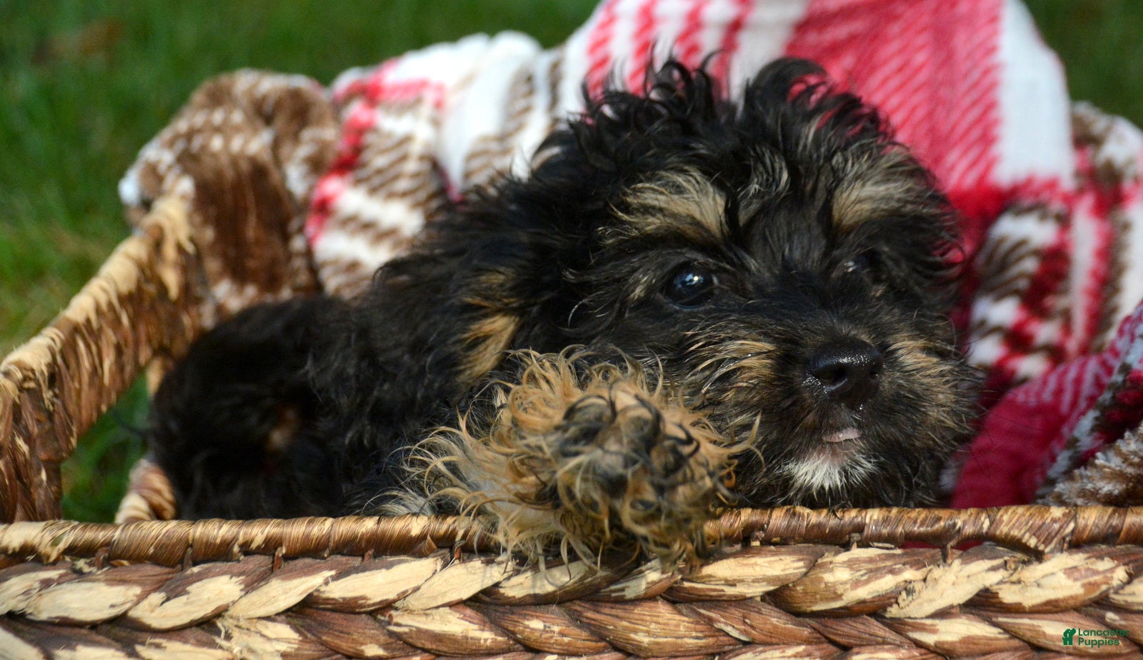 Bernedoodle dogs for sale: Britney Bernedoodle 5 - Ad 3