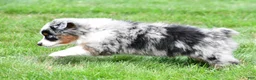 Miniature Australian Shepherd dogs for sale: Wendy - Ad 11