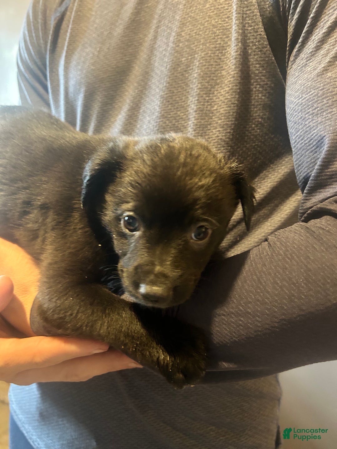 Mixed Breed dogs for sale: Jax - Ad 3