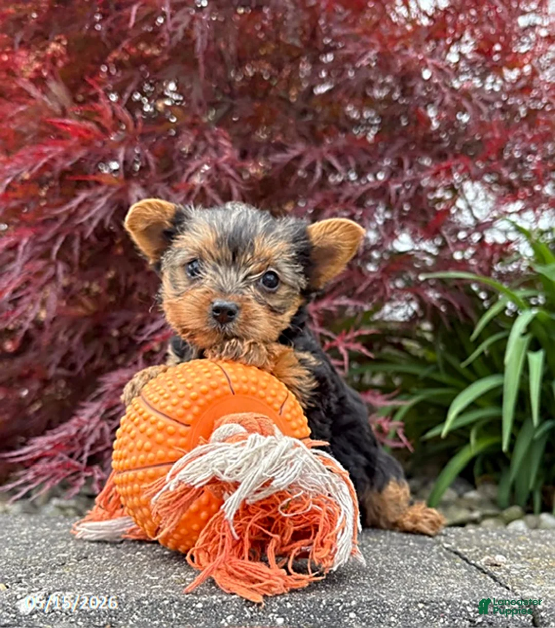 Yorkshire Terrier dogs for sale: Jinger - Ad 2