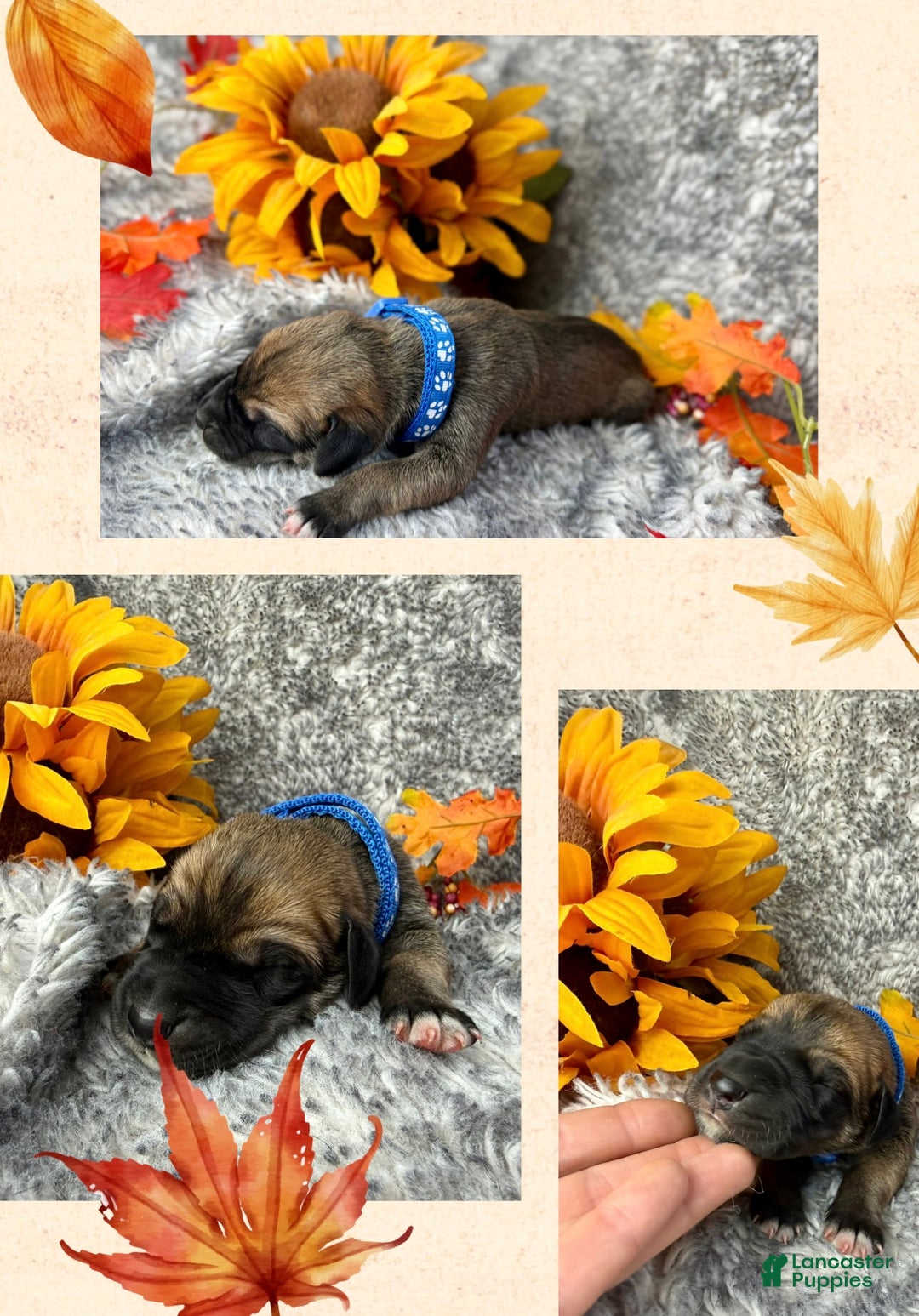 Great Dane dogs for sale: Ron Weasley - Ad 6