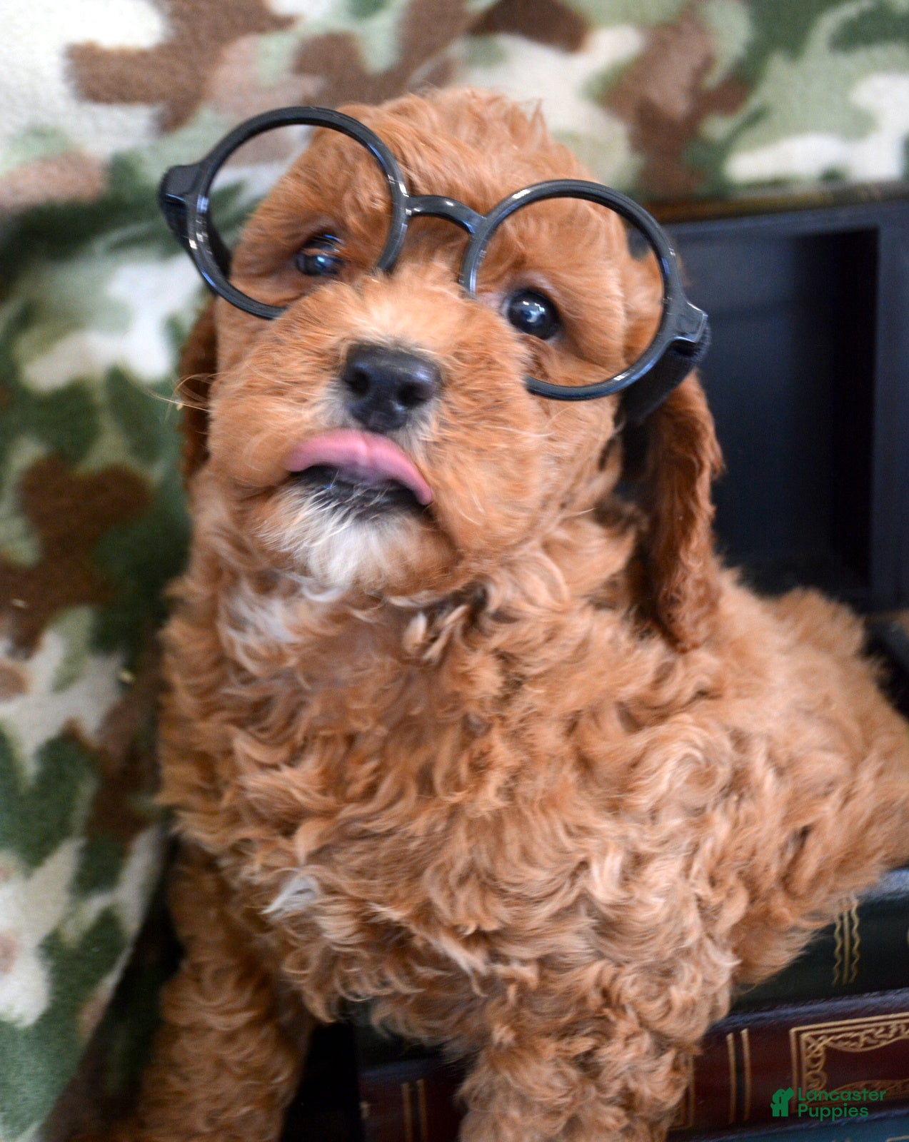 Goldendoodle dogs Mini Goldendoodle Puppy 1 Eddie - Ad 26