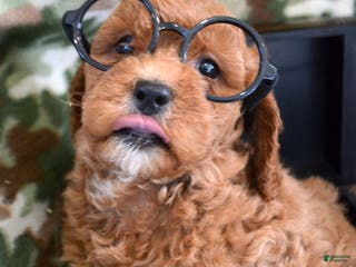 Goldendoodle dogs Mini Goldendoodle Puppy 1 Eddie - Ad 10