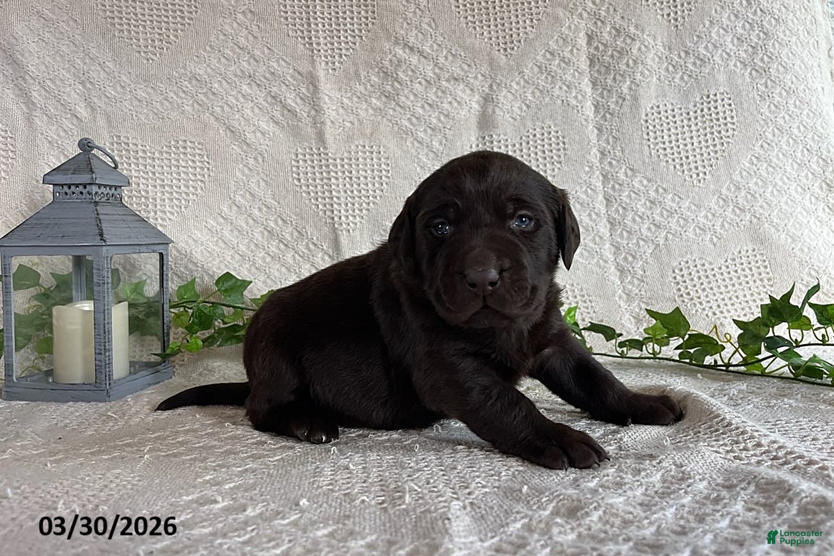 Labrador Retriever dogs Renee - Ad 1