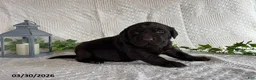 Labrador Retriever dogs for sale: Renee - Ad 1