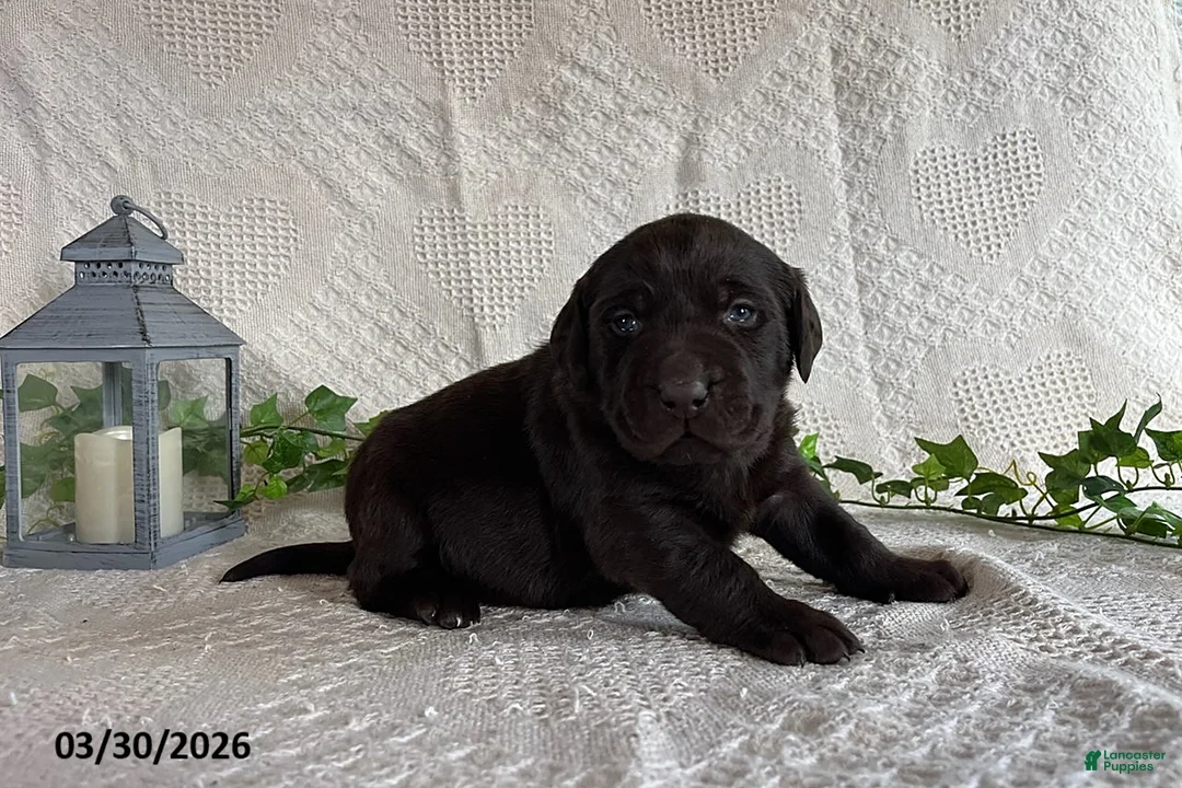 Labrador Retriever dogs for sale: Renee - Ad 1