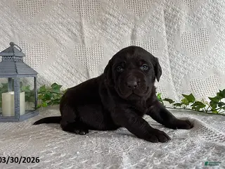 Labrador Retriever dogs for sale: Renee - Ad 2