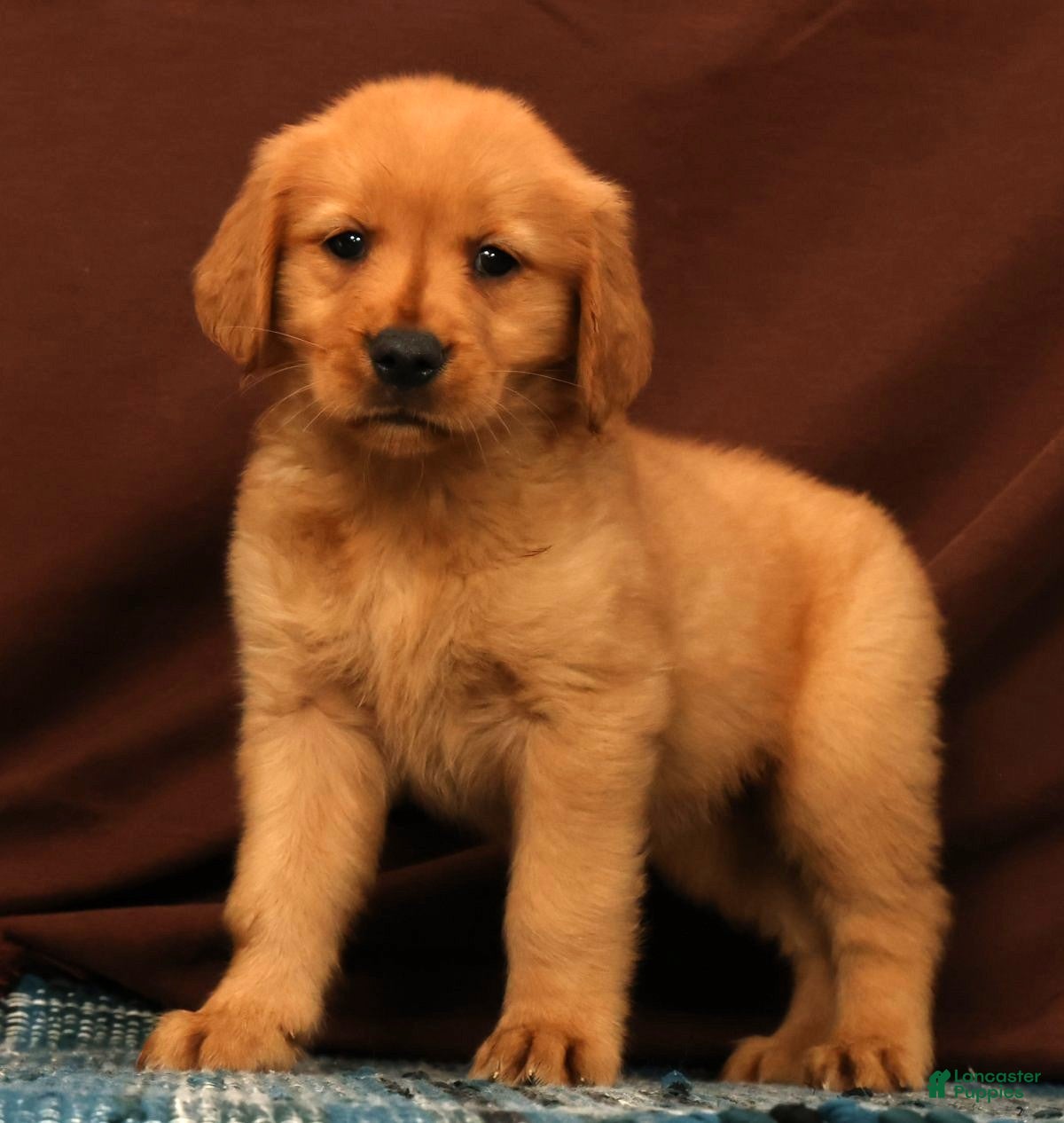 Golden Retriever dogs Amber - Ad 1