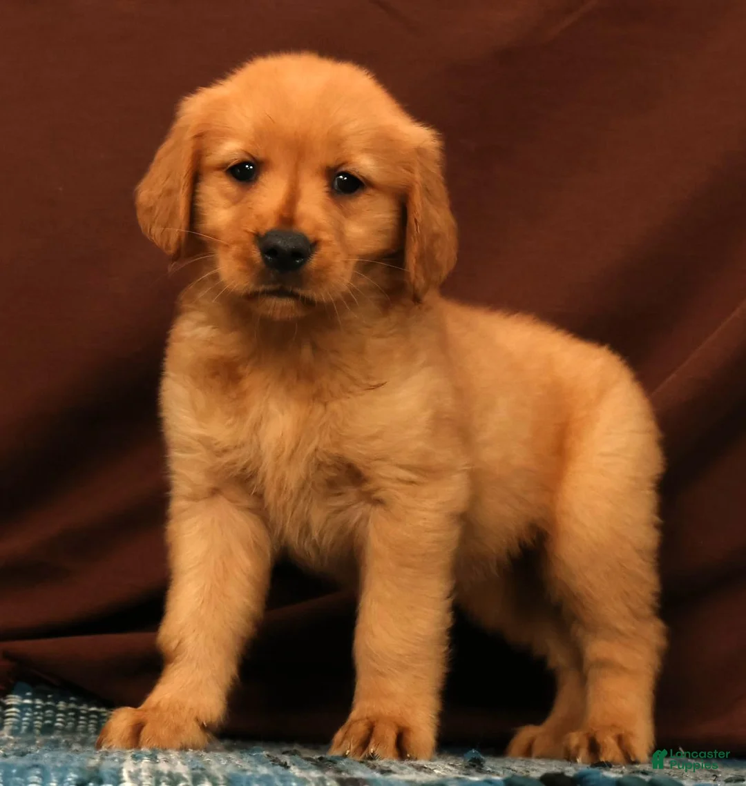 Golden Retriever dogs for sale: Amber - Ad 1